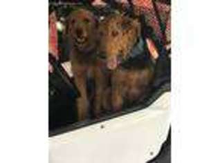 Airedale Terrier Puppy for sale in Hurley, VA, USA