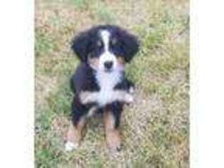 Bernese Mountain Dog Puppy for sale in Herriman, UT, USA