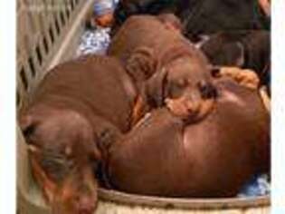 Dachshund Puppy for sale in Vancouver, WA, USA