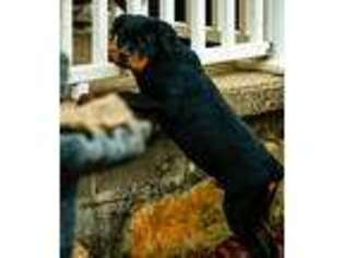 Rottweiler Puppy for sale in Corbin, KY, USA