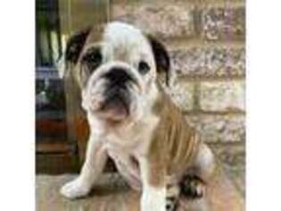 Bulldog Puppy for sale in Katy, TX, USA