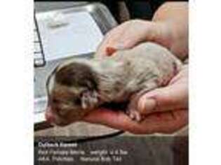 Miniature Australian Shepherd Puppy for sale in Chesaning, MI, USA
