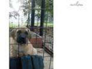 Mastiff Puppy for sale in Pensacola, FL, USA