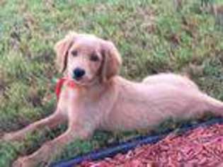 Goldendoodle Puppy for sale in Douglasville, GA, USA