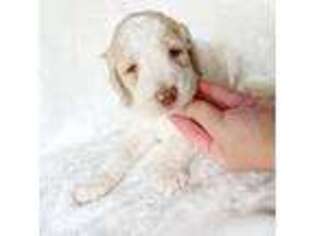 Goldendoodle Puppy for sale in Brookville, OH, USA