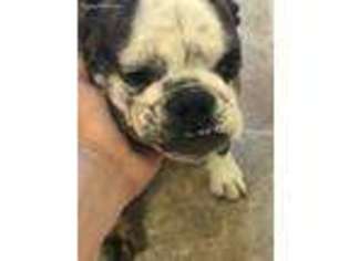 American Bulldog Puppy for sale in Twentynine Palms, CA, USA