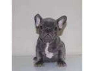 French Bulldog Puppy for sale in Atlanta, GA, USA