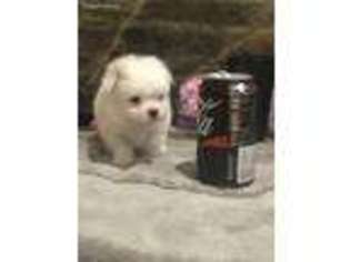 Maltese Puppy for sale in West Monroe, LA, USA