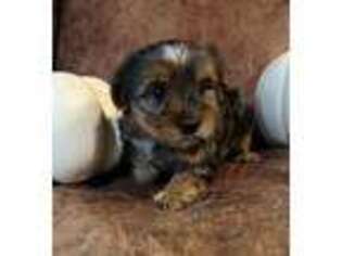 Yorkshire Terrier Puppy for sale in Ottawa, KS, USA