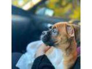 Boxer Puppy for sale in Buford, GA, USA