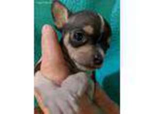 Chihuahua Puppy for sale in San Diego, CA, USA