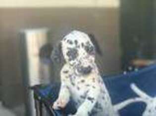 Dalmatian Puppy for sale in Yelm, WA, USA