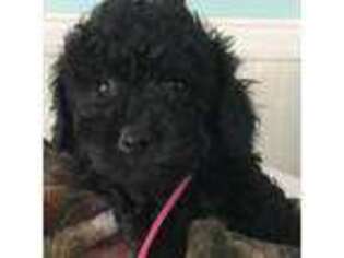 Shih-Poo Puppy for sale in Belmont, NH, USA