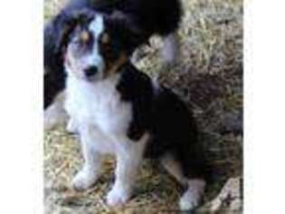 Australian Shepherd Puppy for sale in PORTLAND, OR, USA