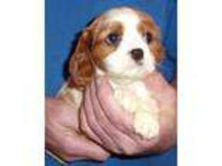 Cavalier King Charles Spaniel Puppy for sale in Hartville, MO, USA