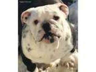 Bulldog Puppy for sale in Easton, KS, USA