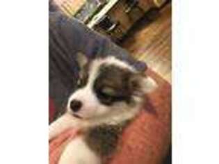 Pembroke Welsh Corgi Puppy for sale in Del Rio, TX, USA