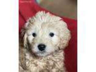 Goldendoodle Puppy for sale in Norway, MI, USA