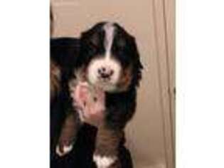 Bernese Mountain Dog Puppy for sale in Bloomsburg, PA, USA