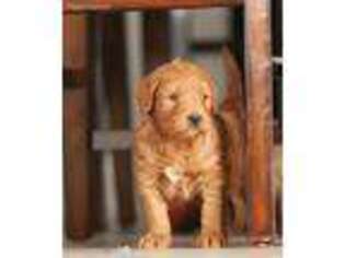 Goldendoodle Puppy for sale in Champaign, IL, USA