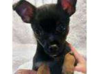 Chihuahua Puppy for sale in Easton, PA, USA