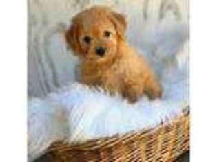 Goldendoodle Puppy for sale in Porterville, CA, USA