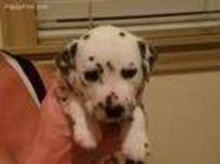 Dalmatian Puppy for sale in Ogden, UT, USA