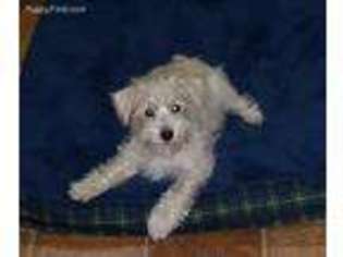 Mutt Puppy for sale in Lowellville, OH, USA