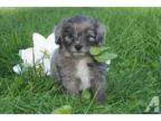 Mutt Puppy for sale in ISANTI, MN, USA