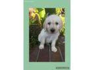 Labradoodle Puppy for sale in Hollister, CA, USA
