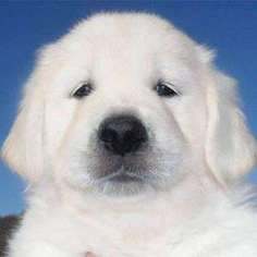 Golden Retriever Puppy for sale in Beverly Hills, CA, USA