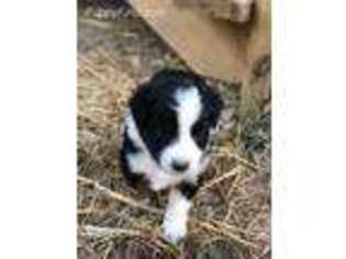 Australian Shepherd Puppy for sale in New Kent, VA, USA