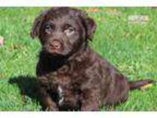 Labradoodle Puppy for sale in Harrisburg, PA, USA