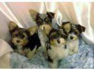 Yorkshire Terrier Puppy for sale in COVINGTON, KY, USA