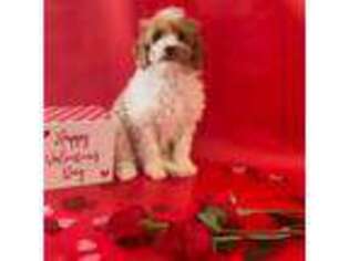 Cavapoo Puppy for sale in Douglasville, GA, USA