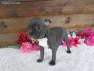 Mutt Puppy for sale in Lake City, FL, USA