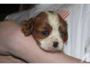 Cavalier King Charles Spaniel Puppy for sale in WINDSOR, PA, USA