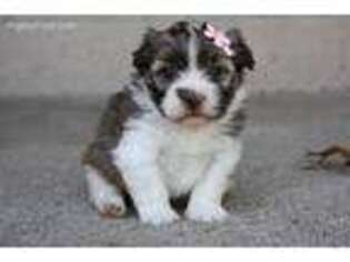 Havanese Puppy for sale in Francesville, IN, USA