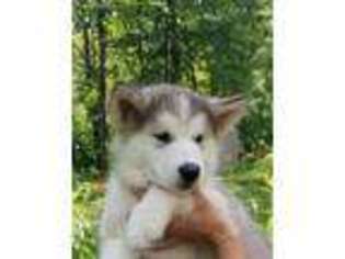 Alaskan Malamute Puppy for sale in Rolla, MO, USA