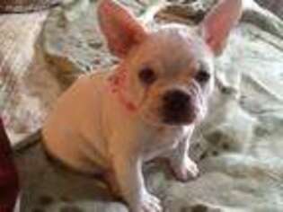 French Bulldog Puppy for sale in Webster, NY, USA