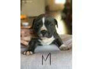 Mutt Puppy for sale in Hercules, CA, USA