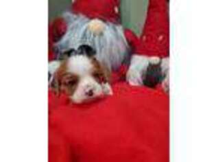 Cavalier King Charles Spaniel Puppy for sale in Salem, UT, USA
