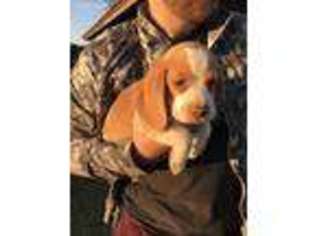 Beagle Puppy for sale in Natchitoches, LA, USA