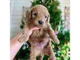 Mutt Puppy for sale in Rienzi, MS, USA