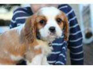 Cavalier King Charles Spaniel Puppy for sale in Kite, GA, USA