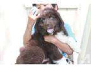 Newfoundland Puppy for sale in NORTH VERNON, IN, USA