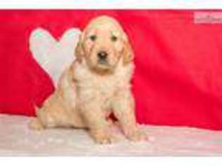 Golden Retriever Puppy for sale in Canton, OH, USA