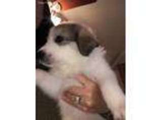 Great Pyrenees Puppy for sale in Phoenix, AZ, USA