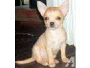 Chihuahua Puppy for sale in STEUBENVILLE, OH, USA