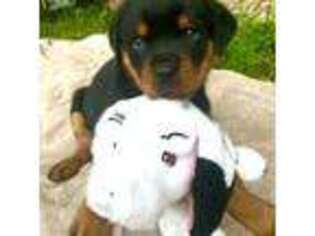 Rottweiler Puppy for sale in Massillon, OH, USA
